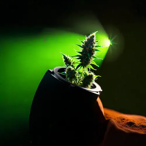 Elevate Your Herb Experience with Ceramic UltraGrind