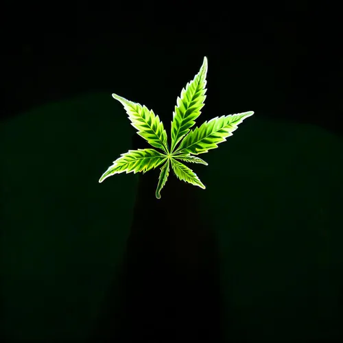 Rolling Through Time: Joint Rolling Tools Evolution