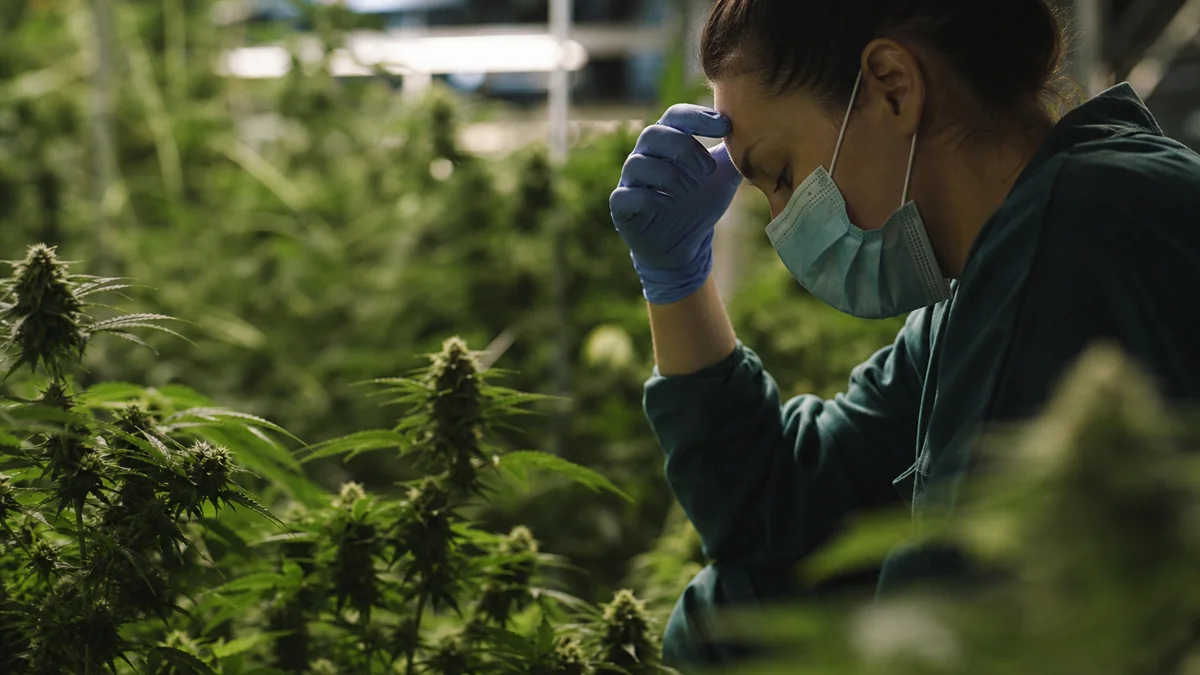 Cannabis Worker's Pesticide Illness Sparks Call for Broader Ag Testing