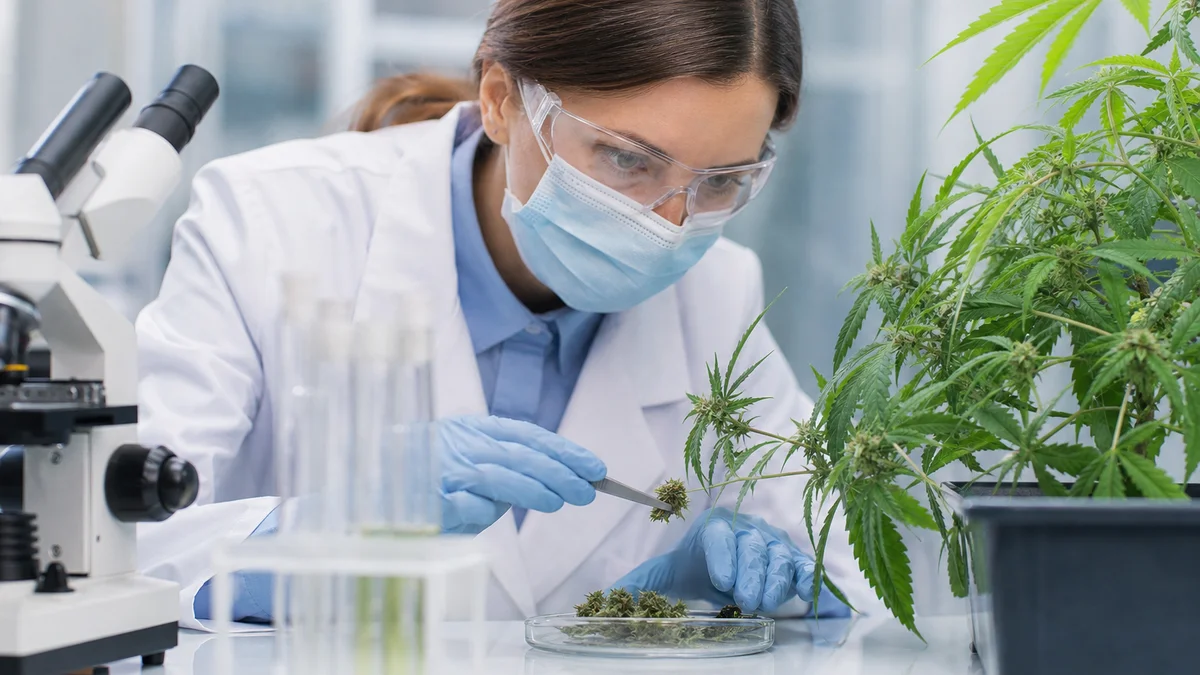 Cannabis Shows Long-Term Benefits for Endometriosis Patients